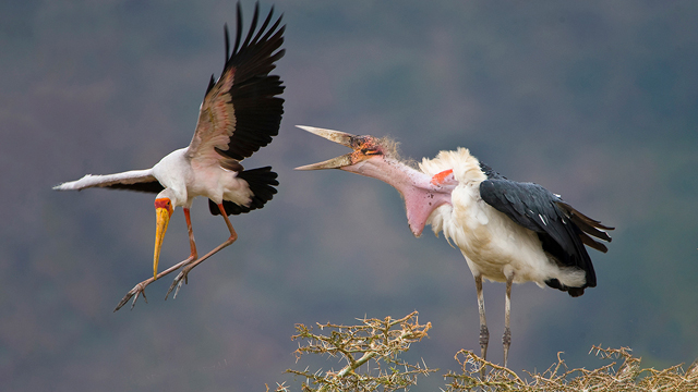 A marabu chases a yellow-billed stork off a nesting site as mating season approaches